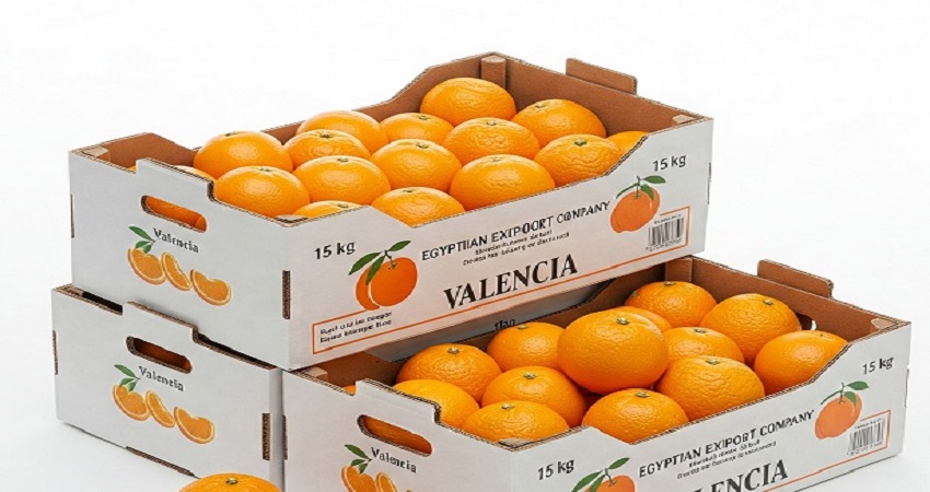 Oranges égyptiennes de première qualité destinées à l'exportation