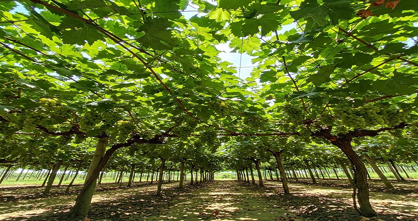 Raisins égyptiens de première qualité prêts à être exportés